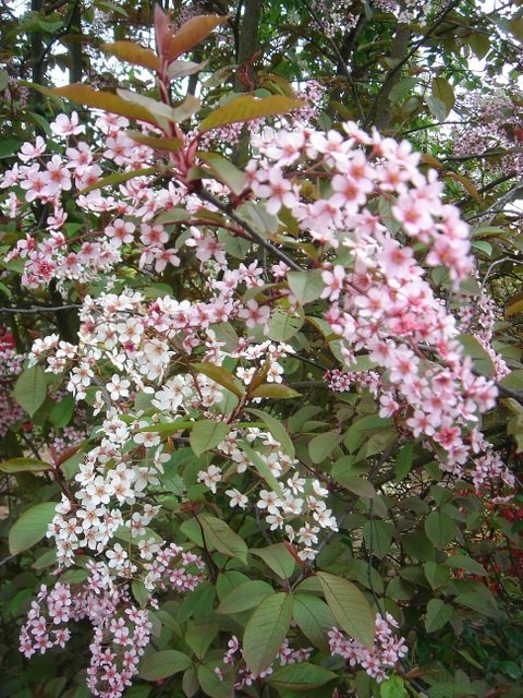 Prunus padus 'Coloratus' P18 P28 (2)